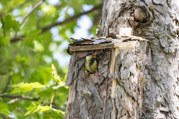 Piccolo di cinciallegra si appresta a lasciare il nido.