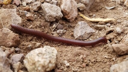 A Big Reddish Brown Millipede Navigating Rocks on the Desert Floor