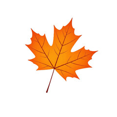 Obraz premium Brown autumn maple leaf