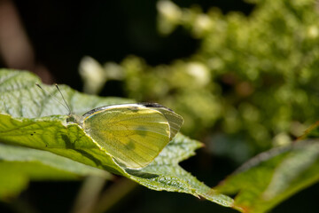 Large white butterfly cabbage white. High quality photo