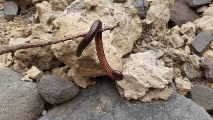 A Curious Big Reddish Brown Millipede Curled Around a Stick in Arizona