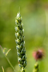 Bread wheat close up with blurred background . High quality photo