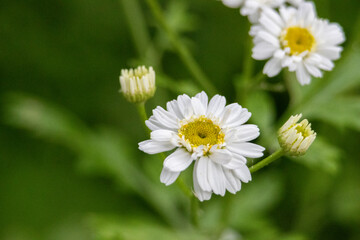 Obraz premium Close up of camomile flower with blurred background . High quality photo