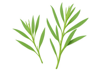 Fototapeta premium Vibrant green tarragon sprigs with fresh leaves, positioned against transparent backdrop, ideal for culinary imagery and graphic design