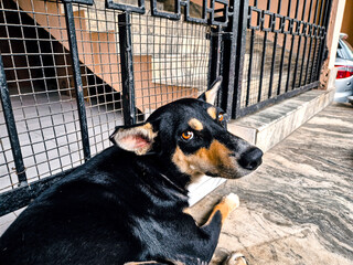 indian street dog in a cage 
