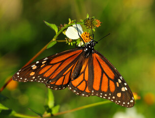 Monarch Butterfly - Danaus plexippus. Feeding on a Black Jack flower - Bidens Pilosa. Oeiras, Portugal. Shallow selective focus for effect. Space for text.
