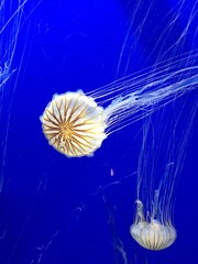 Vibrant Jellyfish at the Georgia Aquarium 
