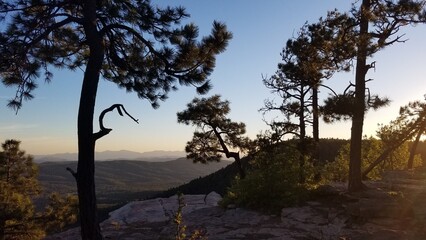 Mogollon Rim, Pine Trees at Sunset, Payson, Arizona