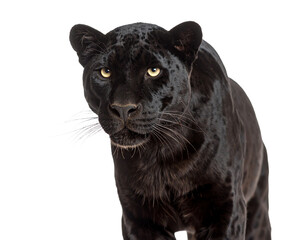 Fototapeta premium A majestic black panther in a close-up shot.