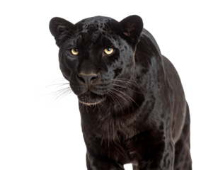 A majestic black panther in a close-up shot.