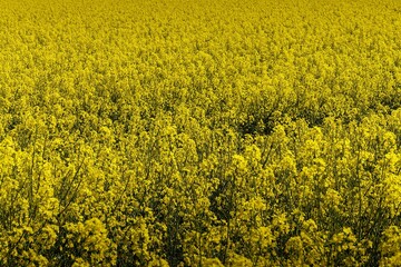 Vibrant Canola Field in Full Bloom