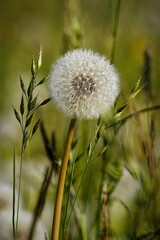 Dandelion puffball close-up with blurred green background.