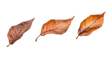 autumn leaves isolated on white background