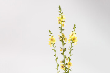 Yellow mullein flowers on long green stems on white background. botanical photography. Design for postcard, greeting card, Minimal front view composition with copy space,