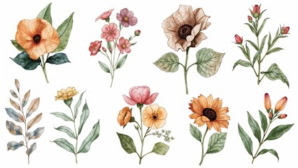 Vibrant watercolor wildflowers and leaves on white background