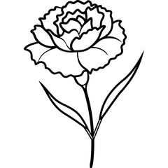 a carnation