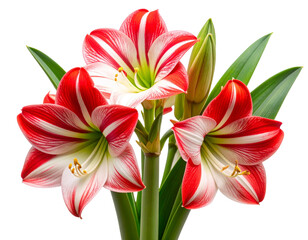 Corner Cluster of Red and White Amaryllis Blooms with Leaves, isolated on transparent background.