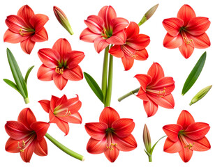 Flat Lay of Amaryllis Flowers and Stems in Organic Arrangement, isolated on transparent background.