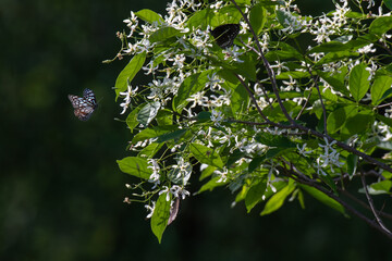 A vibrant butterfly, dance among the fragrance white blossoms of a wild plant against a soft, sun dappled green background.