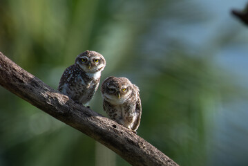 Two adorable spotted owlets perch closely on a tree branch, the background is blurred with lush green and sky blue. 