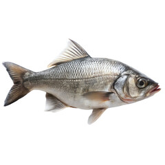 fish png generic fish silhouette png aquatic animal PNG seafood icon PNG transparent background image