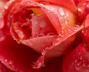 A red rose with water droplets on it