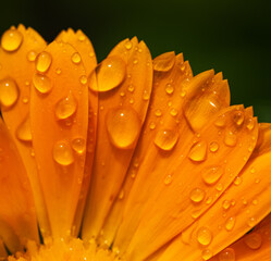 A flower with droplets of water on it