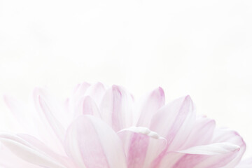 Fototapeta premium スプレーマムのピンクの花を白背景でマクロ撮影20