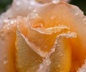 A rose with water droplets on it