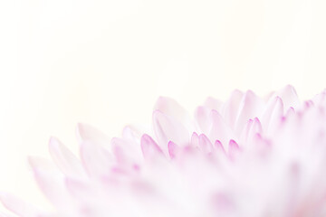 Fototapeta premium スプレーマムのピンクの花を白背景でマクロ撮影04