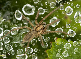 A spider is sitting on a leaf