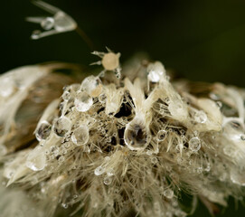 A flower with water droplets on it