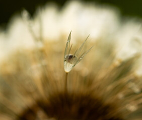 A flower with a drop of water on it