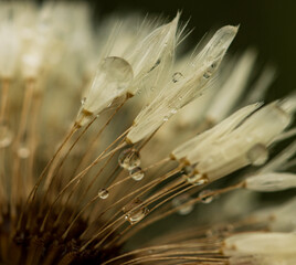 A bunch of flowers with water droplets on them