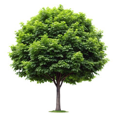 hazelnut tree png Corylus avellana png hazelnut shrub PNG nut tree PNG transparent background image