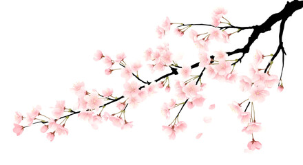 Illustrates Cherry Blossom Branch with Pink Petals on Transparent Background Beautifully
