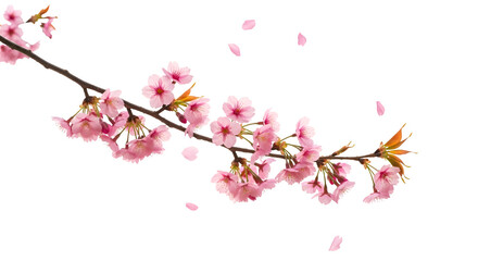 Pink Cherry Blossoms Bloom on Branch with Petals Falling on Transparent Background
