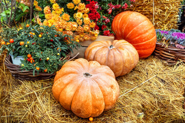 Vibrant pumpkins in rustic, surrounded by straw and autumn flowers, showcasing essence of harvest...