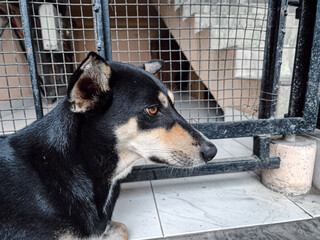 indian street dog in a cage 