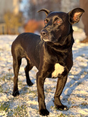 Black dog standing on snow-covered ground, looking alert and curious, with a soft sunlight glow illuminating its fur, showcasing a playful and lively demeanor in a natural setting