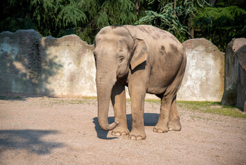 elephant in the zoo