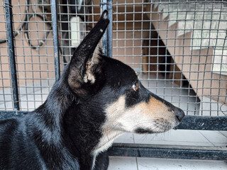 indian street dog in a cage 