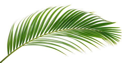 Green palm leaf isolated on white background