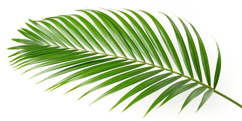 Palm leaf isolated on white background shows vibrant green color and detailed veins