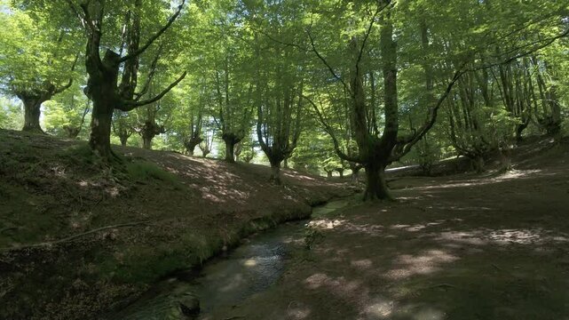 Otzarreta beech forest with stream flowing through lush greenery