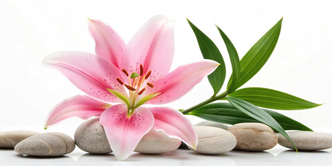 Pink lily flower with green leaves and smooth stones isolated on white background