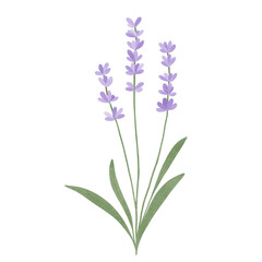 Naklejka premium lavender flowers isolated on white background