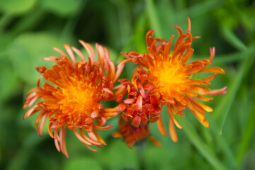 wild alpine flowers flowers in closeup 
