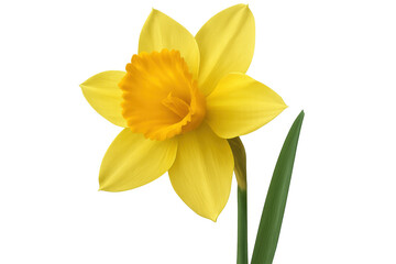 Obraz premium Yellow daffodil blooming, delicate petals gleaming, soft focus revealing intricate flower details against clean white backdrop
