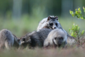 Jenot (Nyctereutes) raccoon dog